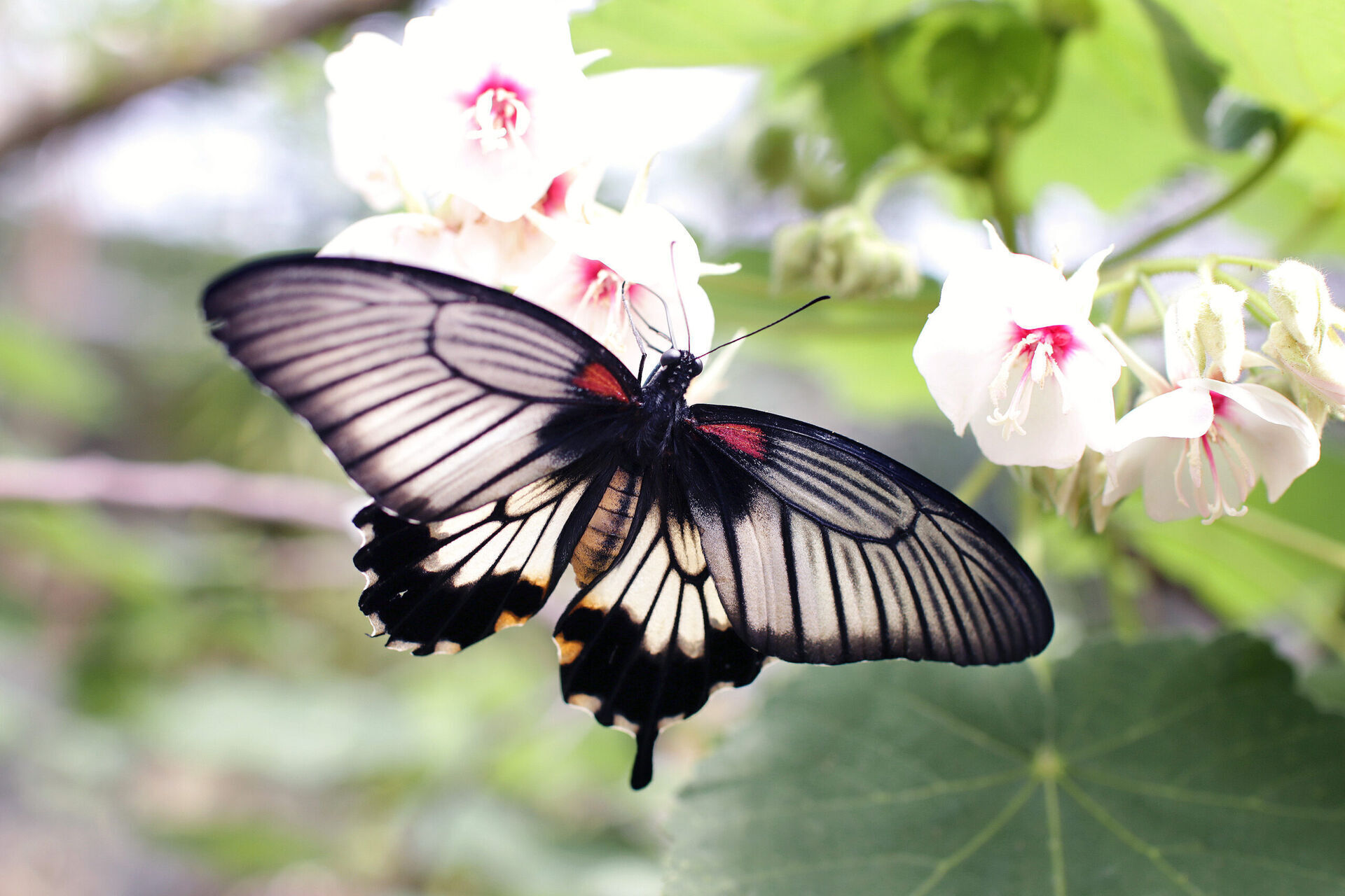 Zaklęty świat kolorowych skrzydeł - motyle naszego ogrodu