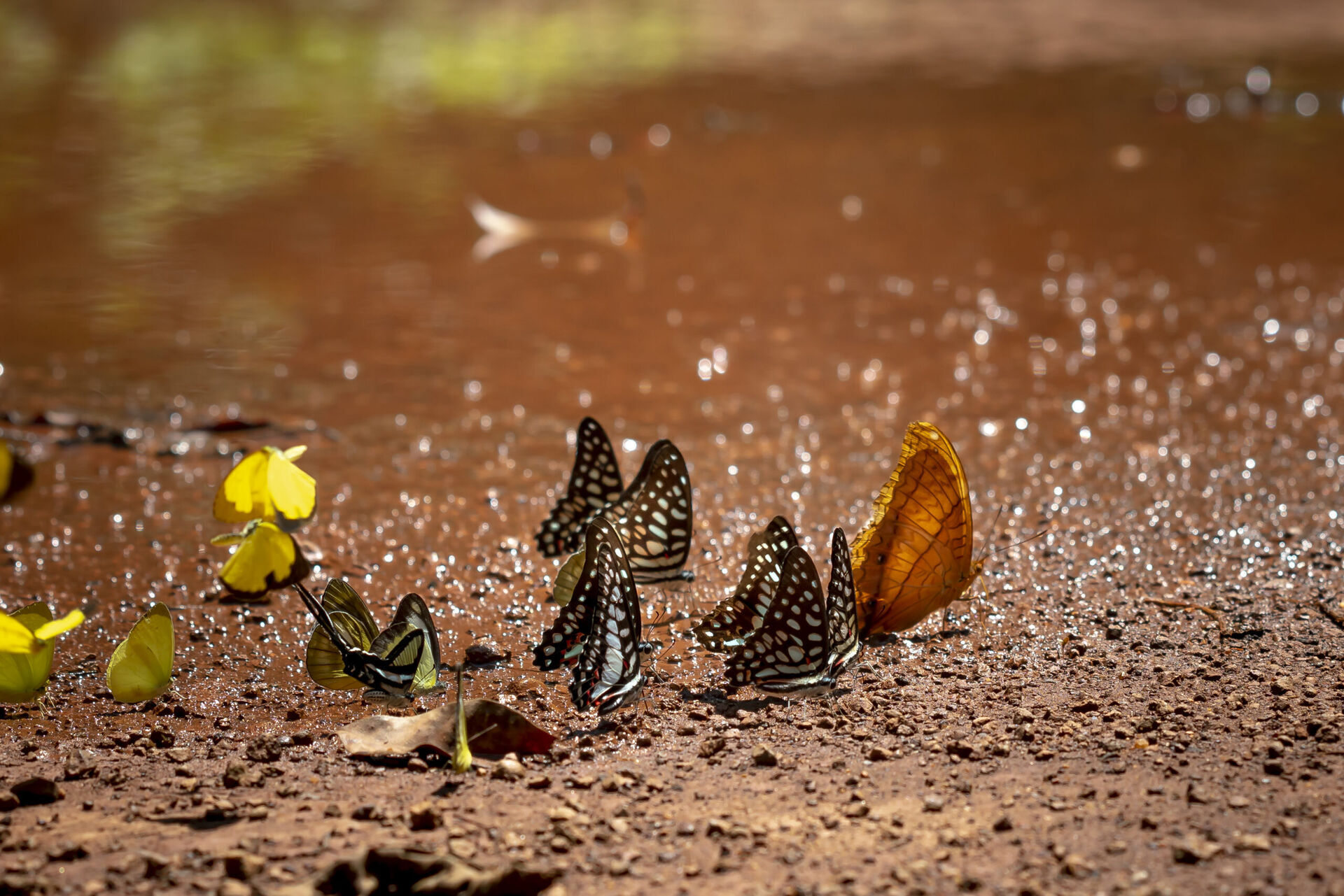 Uroda i tajemnice ogrodowych motyli - odkryj niezwykły świat kolorowych skrzydeł