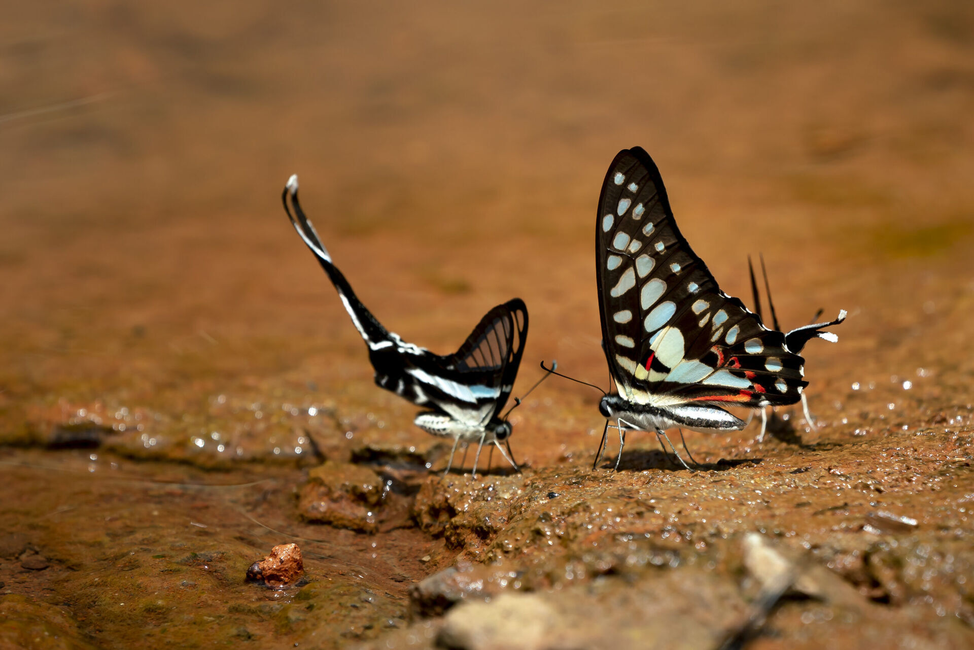 Odkryj tajemnice i urok ogrodowych motyli