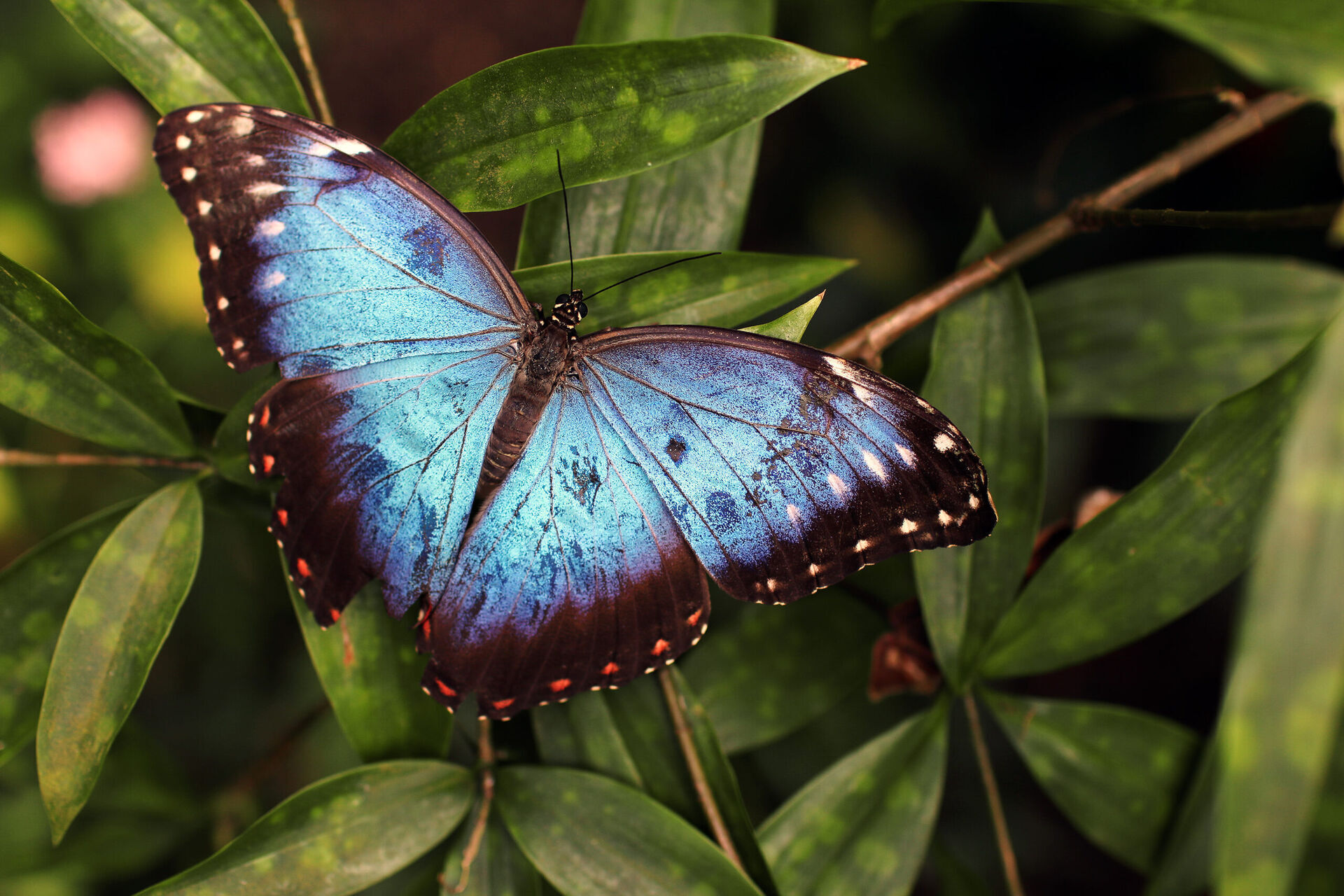 Czar motyli - odkryj piękno i tajemnice ogrodowych skrzydeł