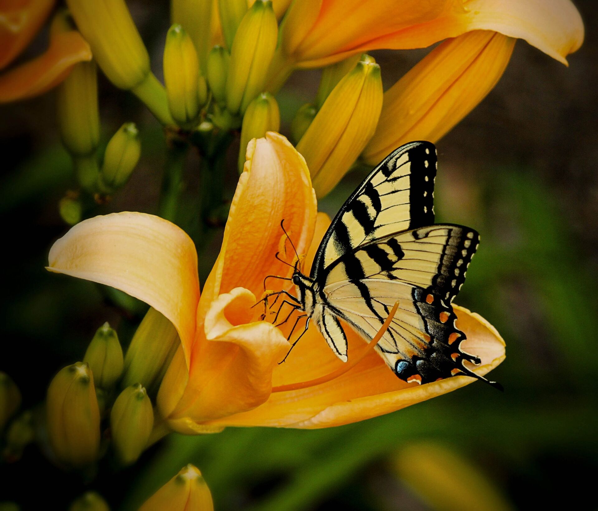 Odkryj fascynujący cykl życia motyli w naszym ogrodzie