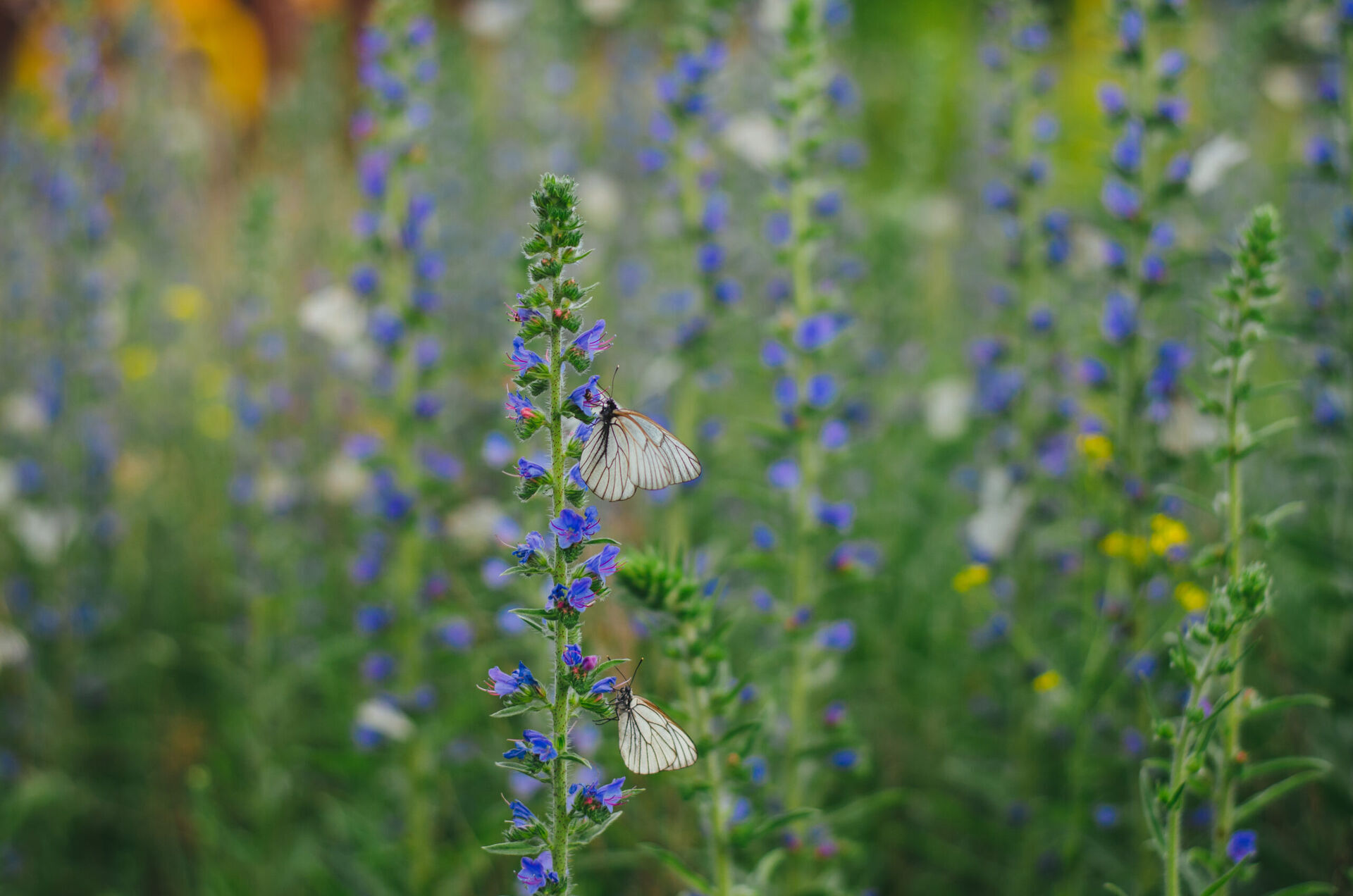 Odkryj fascynujący świat gatunków motyli w naszym ogrodzie