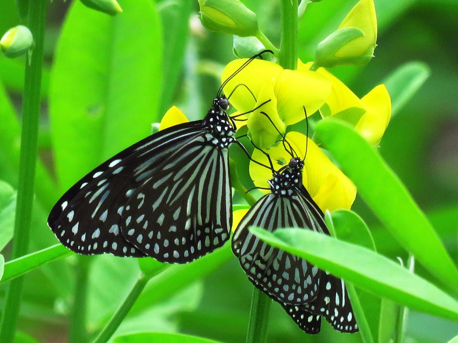 Zachwycające zjawisko migracji motyli w naszym ogrodzie