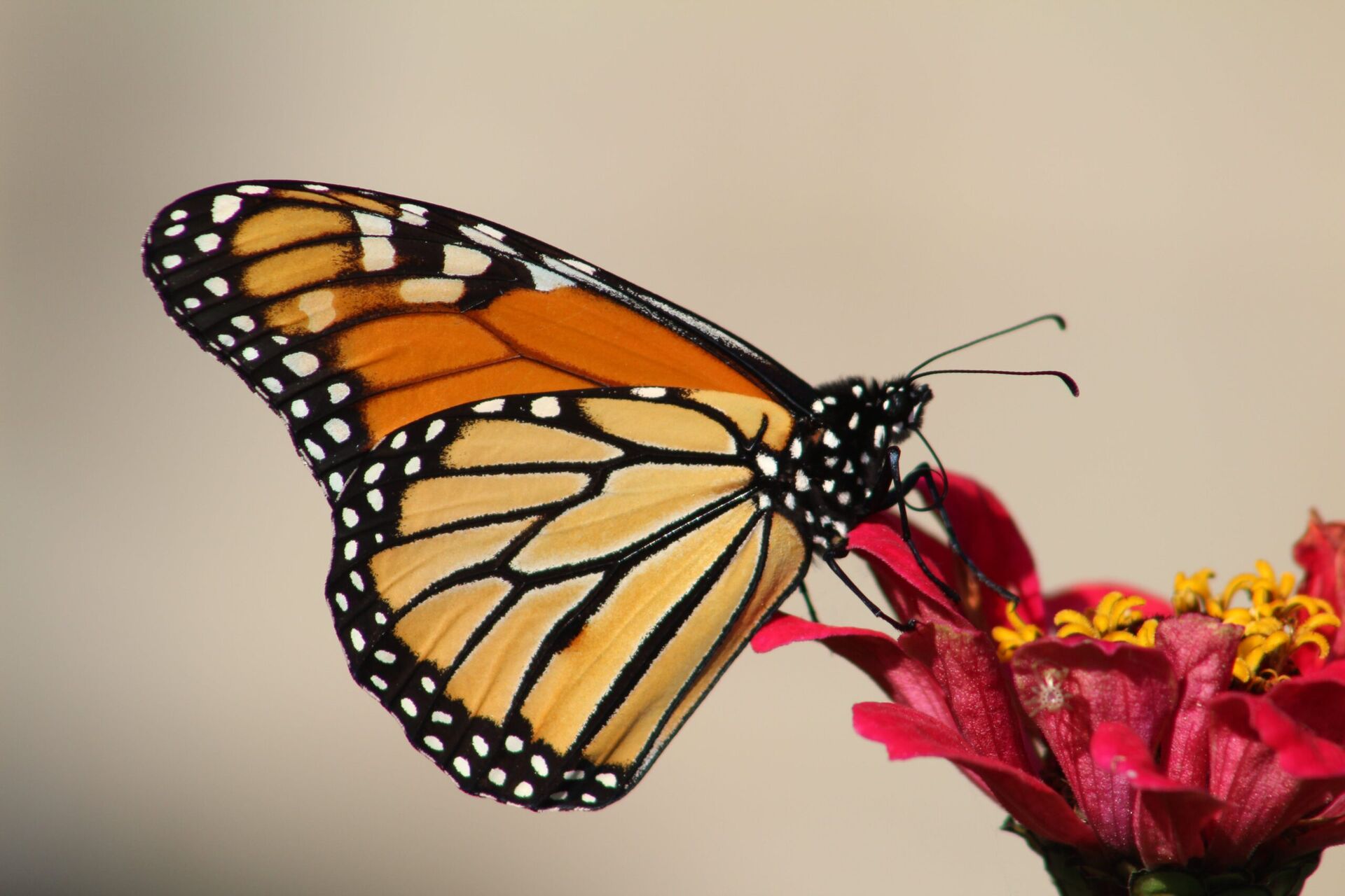 Czy wiesz, jakie kwiaty przyciągają motyle do naszego ogrodu?