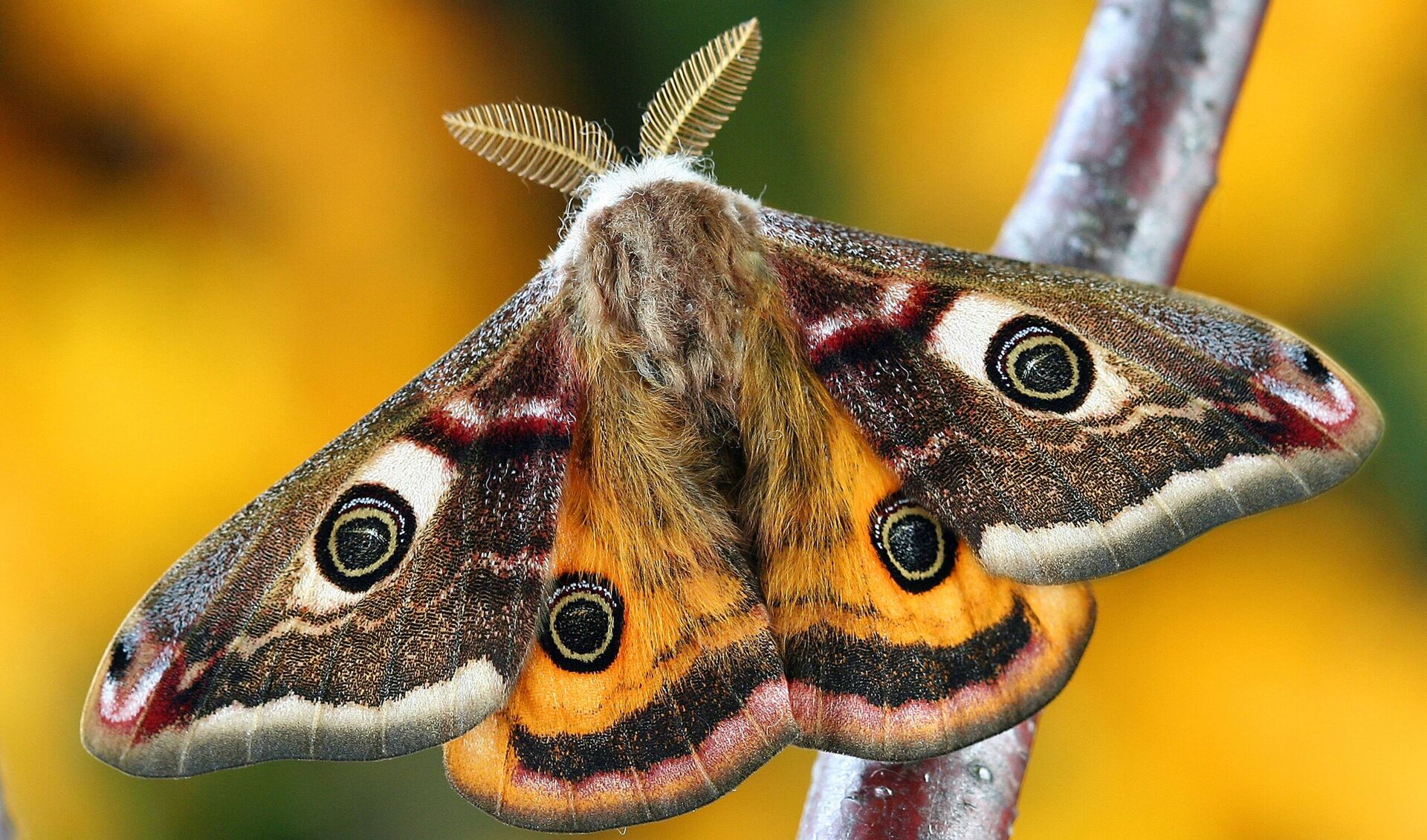 Jak stworzyć przyjazne środowisko dla motyli w naszym ogrodzie?