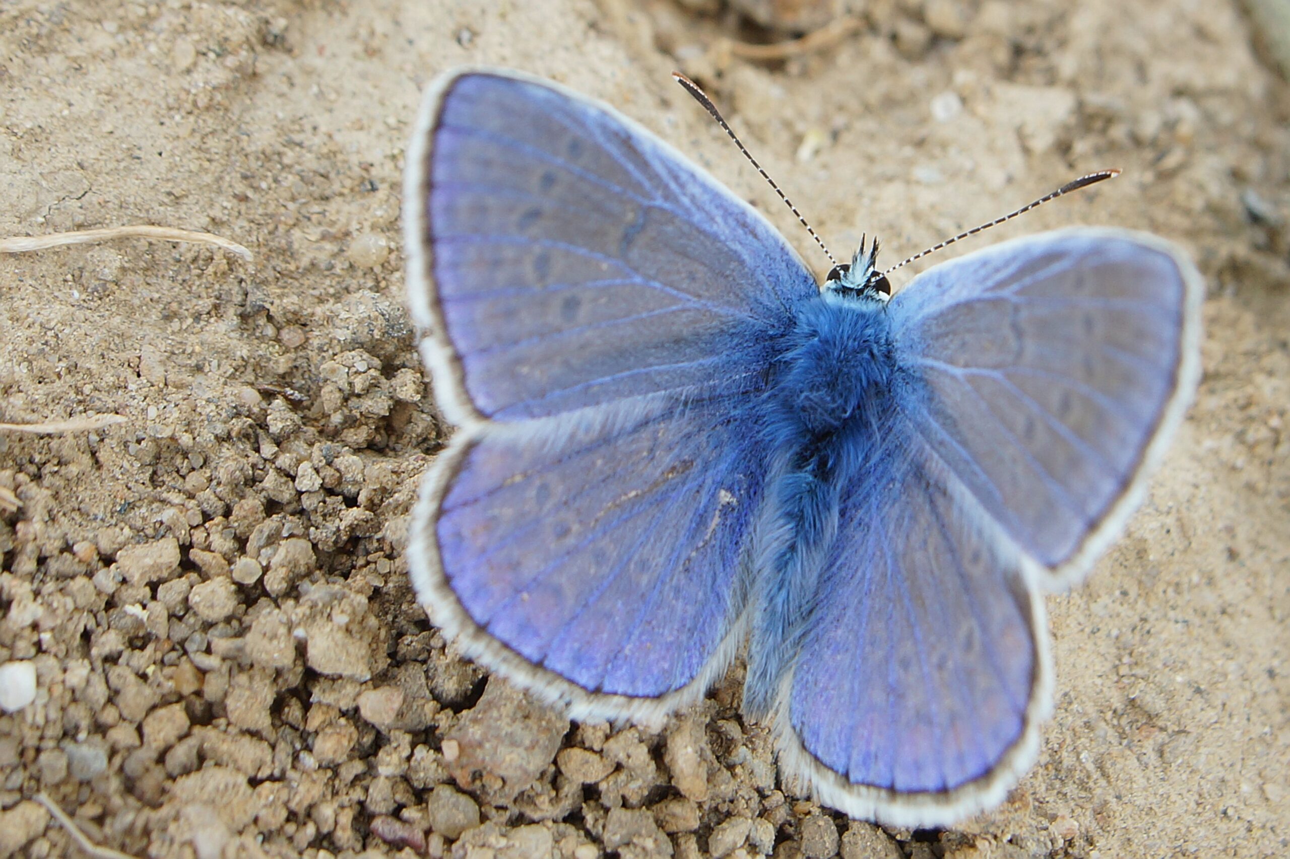 Odkryj niezwykłe gatunki motyli, które odwiedzają nasz ogród